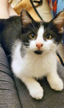 Nutro -  Domestic Short Hair Cat for Adoption in Mission Viejo, California - Nutro | PetCurious