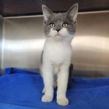 Crosstrek -  Domestic Short Hair Cat for Adoption in Fort Wayne, Indiana - Crosstrek | PetCurious