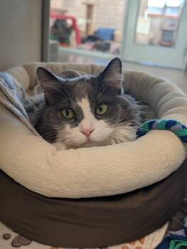 Domestic Medium Hair Cats Available for Adoption - Clairy | PetCurious