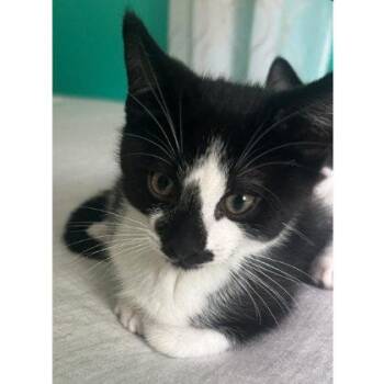 Eeyore Ames, adopt with Piglet -  Domestic Short Hair Cat for Adoption in Hudson, Massachusetts - Eeyore Ames, Adopt With Piglet | PetCurious