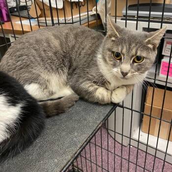 Dora - #22-324 -  Domestic Short Hair Cat for Adoption in Branford, Connecticut - Dora - #22-324 | PetCurious