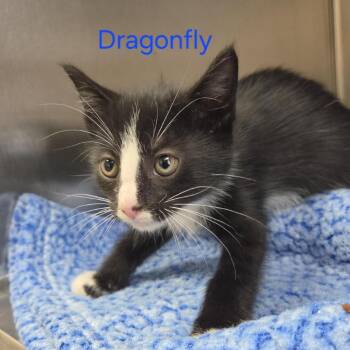 Dragonfly -  Domestic Short Hair Cat for Adoption in Windsor, Virginia - Dragonfly | PetCurious