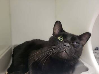 Macadam -  Domestic Short Hair Cat for Adoption in Delson, Quebec - Macadam | PetCurious