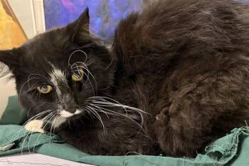 Domestic Long Hair Cats Available for Adoption in Pueblo, Colorado - CHUNKAMONK | PetCurious