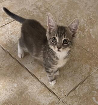 Pickles -  Tabby Cat for Adoption in Gainesville, Florida - Pickles | PetCurious