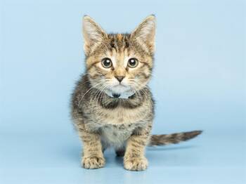 PORTER -  Domestic Short Hair Cat for Adoption in Phoenix, Arizona - PORTER | PetCurious