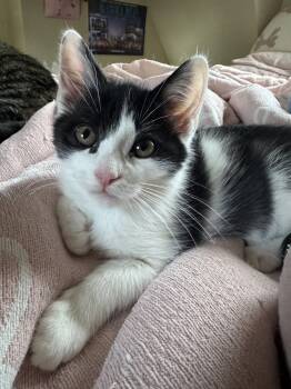 Rescue Domestic Short Hair Cats for Adoption in Lansing, Michigan - Parker (25-220 C) | PetCurious