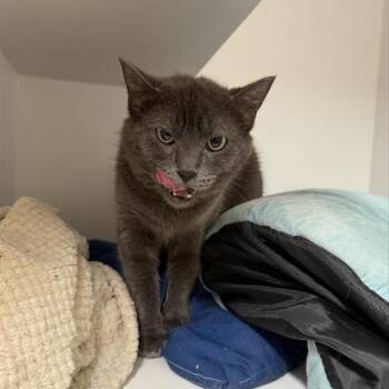 Domestic Short Hair Cats Available for Adoption - Emerald | PetCurious