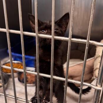 Gigi -  Domestic Short Hair Cat for Adoption in Starkville, Mississippi - Gigi | PetCurious