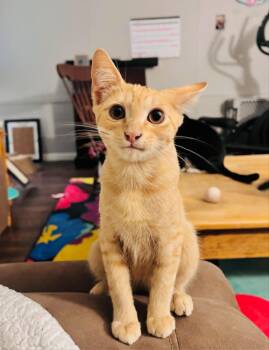 Moni -  Domestic Short Hair Cat for Adoption in Randolph, Alabama - Moni | PetCurious