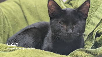 Rescue Domestic Short Hair Cats for Adoption in Santa Rosa, California - Ozzy | PetCurious