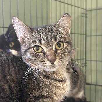 Domestic Short Hair Cats Available for Adoption - “Nikki” Female 4 Months, Brown Tabby. | PetCurious