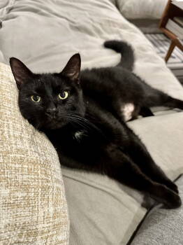 Rescue Domestic Short Hair Cats for Adoption - Purrcilla Presley | PetCurious