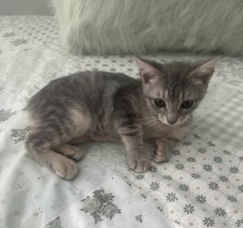Cashew -  Domestic Short Hair Cat for Adoption in Oviedo, Florida - Cashew | PetCurious