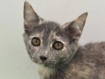 South -  Domestic Short Hair Cat for Adoption in Portland, Oregon - South | PetCurious