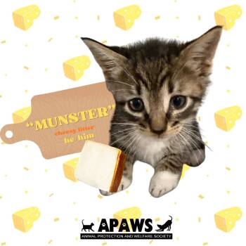 Munster -  Domestic Short Hair Cat for Adoption in Baton Rouge, Louisiana - Munster | PetCurious