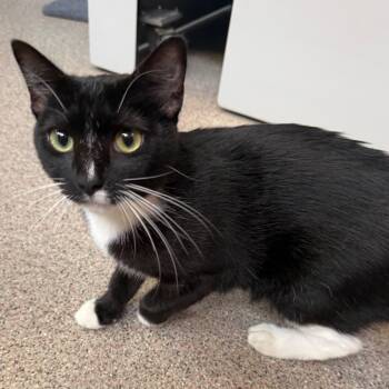 Rarity -  Domestic Short Hair Cat for Adoption in Sarasota, Florida - Rarity | PetCurious