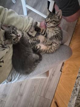 Ting-a-Ling -  Domestic Short Hair and Tabby Cat for Adoption in Columbus, Minnesota - Ting-a-Ling | PetCurious