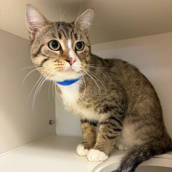 Ronald -  Domestic Short Hair Cat for Adoption in Fairport, New York - Ronald | PetCurious