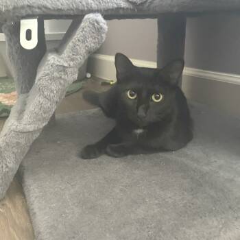 Rescue Domestic Short Hair Cats for Adoption in Brownsboro, Alabama - Lottie | PetCurious