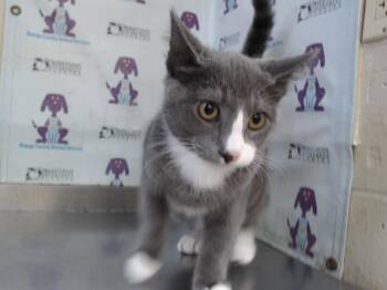 STERLING -  Domestic Short Hair Cat for Adoption in Orlando, Florida - STERLING | PetCurious