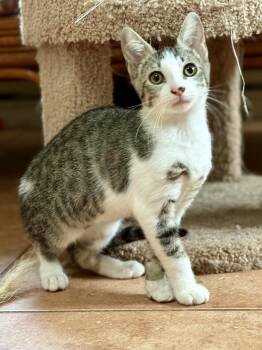 Rescue Domestic Short Hair Cats for Adoption in Coatesville, Pennsylvania - Sparkle | PetCurious