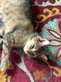 Bunnie -  American Shorthair Cat for Adoption in Berwick, Pennsylvania - Bunnie | PetCurious