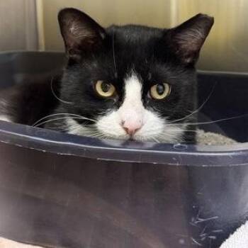 Teddy -  Domestic Short Hair Cat for Adoption in Worcester, Massachusetts - Teddy | PetCurious