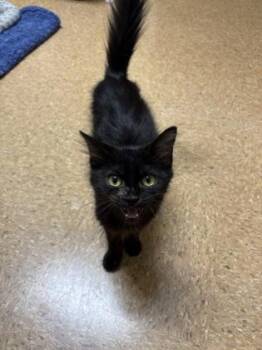 Domestic Short Hair Cats Available for Adoption in San Antonio, Texas - Dijon | PetCurious