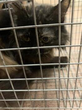 Domestic Medium Hair Cats Available for Adoption in San Jose, California - TORTELLINI | PetCurious