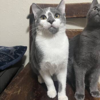 Rescue Domestic Short Hair Cats for Adoption in Bismarck, North Dakota - Zigzag | PetCurious