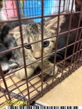 WALTER -  Domestic Short Hair Cat for Adoption in West Palm Beach, Florida - WALTER | PetCurious