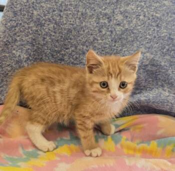 Fantasy -  Domestic Short Hair Cat for Adoption in Dickson, Tennessee - Fantasy | PetCurious