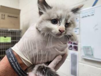 PARIS -  Domestic Short Hair Cat for Adoption in Santa Fe, New Mexico - PARIS | PetCurious