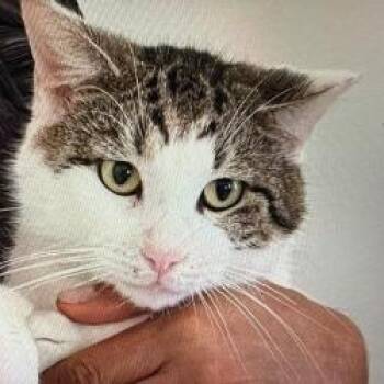 Domestic Medium Hair Cats Available for Adoption in Boston, Massachusetts - Chocolate | PetCurious