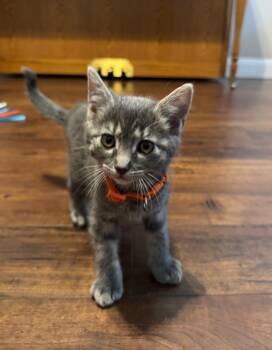 Bonsai baby -  Domestic Short Hair Cat Available for Adoption in Hurricane, Utah - Bonsai Baby | PetCurious