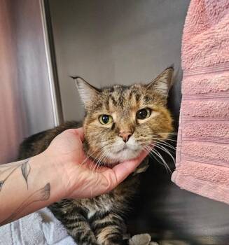 Domestic Short Hair Cats Available for Adoption in Metamora, Illinois - Phoebe | PetCurious