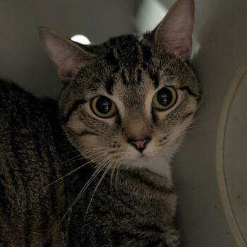 Cujo -  Domestic Short Hair Cat for Adoption in Sand Springs, Oklahoma - Cujo | PetCurious