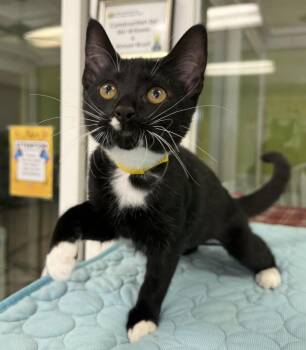 Mittens -  Domestic Short Hair Cat for Adoption in Lemoore, California - Mittens | PetCurious