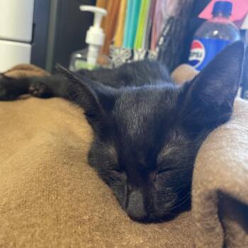 Ennis Del Mar -  Domestic Short Hair Cat for Adoption in Port Charlotte, Florida - Ennis Del Mar | PetCurious