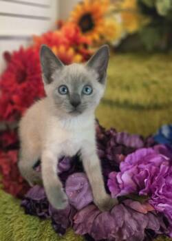Sugar Spoon -  Siamese and American Shorthair Cat for Adoption in Austin, Texas - Sugar Spoon | PetCurious