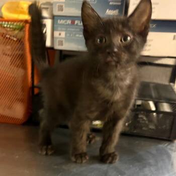Onyx -  Domestic Short Hair Cat for Adoption in San Jacinto, California - Onyx | PetCurious