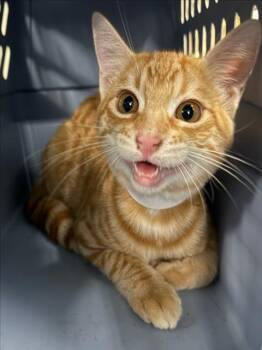 *JASPER -  Domestic Short Hair Cat for Adoption in Woodland, California - *JASPER | PetCurious