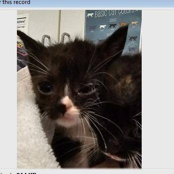 Zora -  Domestic Short Hair Cat for Adoption in Cedar Rapids, Iowa - Zora | PetCurious