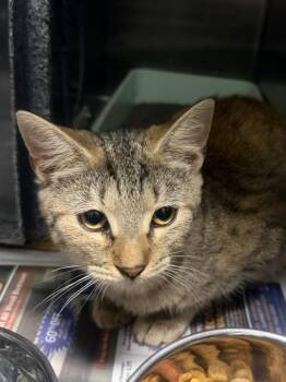 D-335-26 -  Domestic Short Hair Cat for Adoption in Henderson, North Carolina - D-335-26 | PetCurious