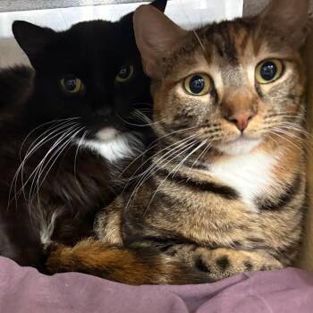 Domestic Medium Hair Cats Available for Adoption - Citra And Brewster | PetCurious