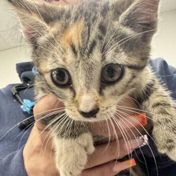 Domestic Short Hair Cats Available for Adoption in Newark, New Jersey - AHNJ-Stray-46425_2 | PetCurious