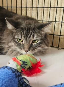 Baby -  Domestic Medium Hair Cat for Adoption in Green River, Wyoming - Baby | PetCurious