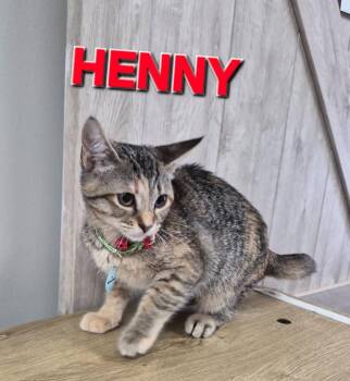 Henny Tic -  Domestic Short Hair Cat Available for Adoption in Rome, Georgia - Henny Tic | PetCurious