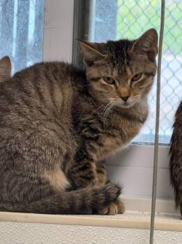 Patches -  Domestic Short Hair Cat for Adoption in Ogdensburg, New York - Patches | PetCurious